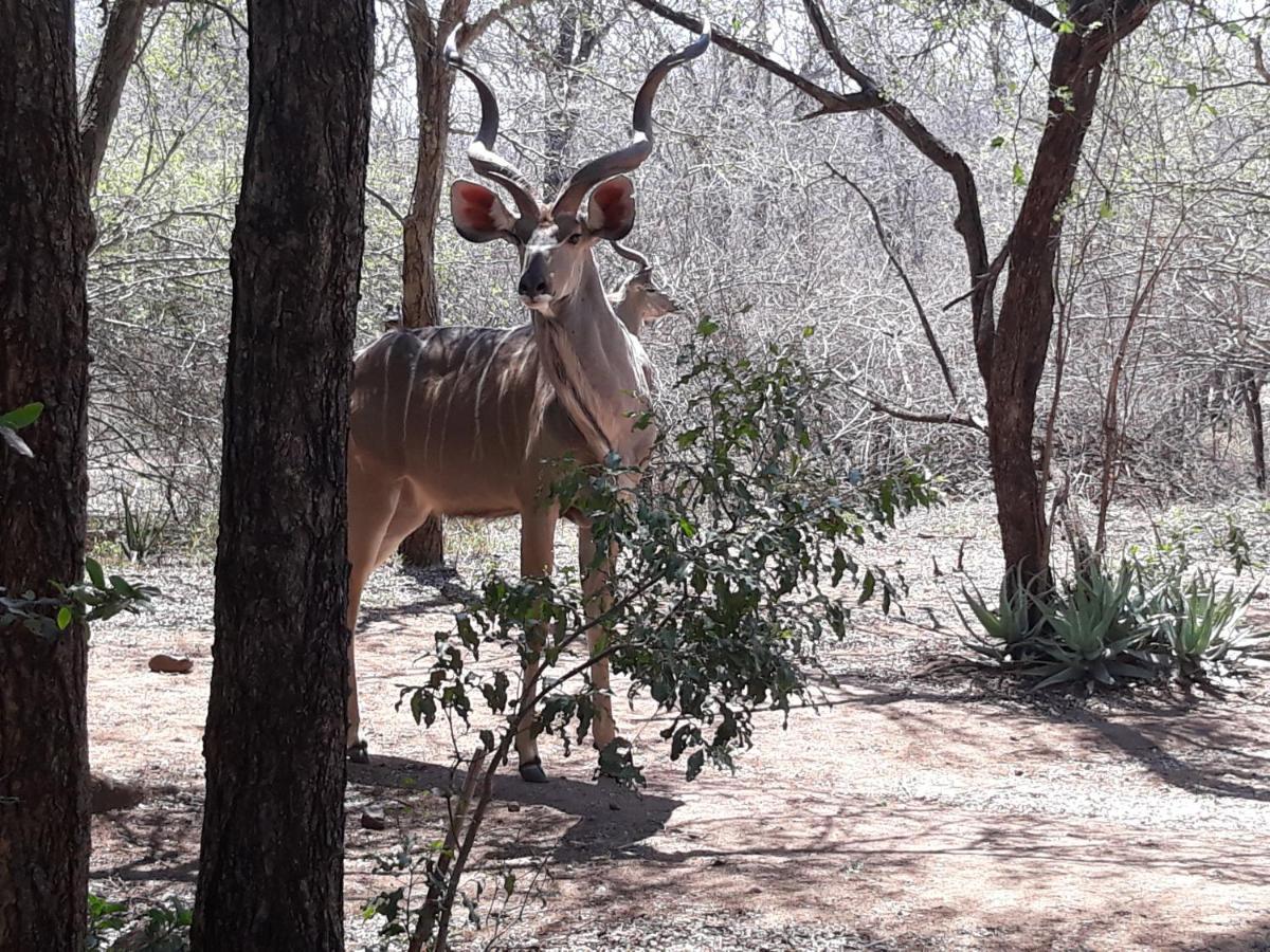 African Sky Marloth Park Dış mekan fotoğraf