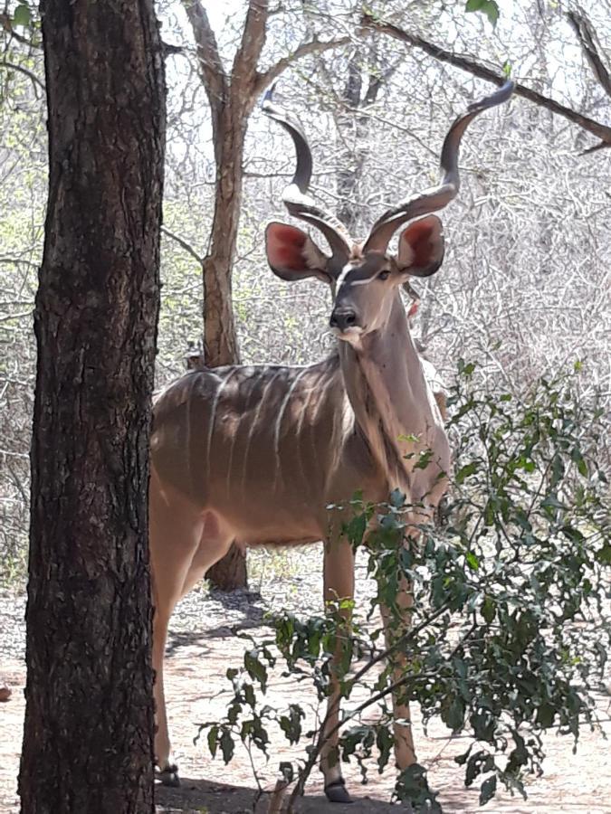 African Sky Marloth Park Dış mekan fotoğraf