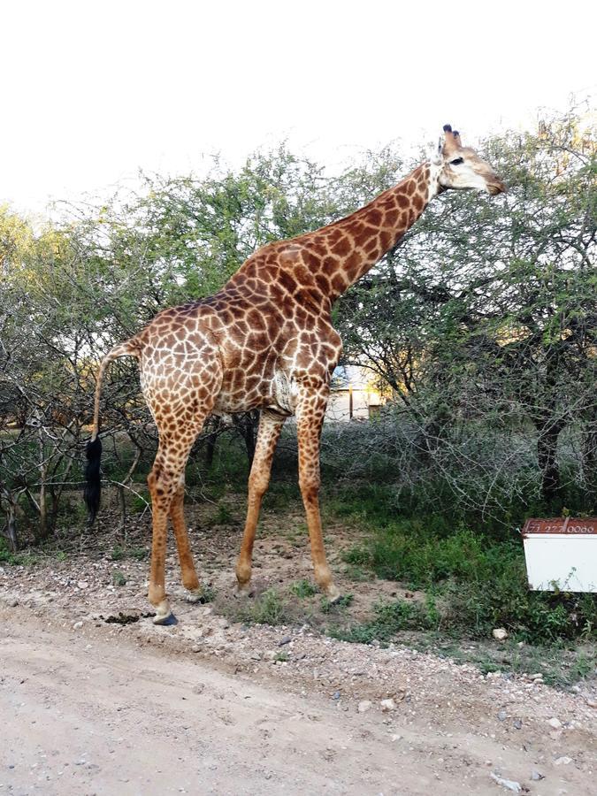 African Sky Marloth Park Dış mekan fotoğraf