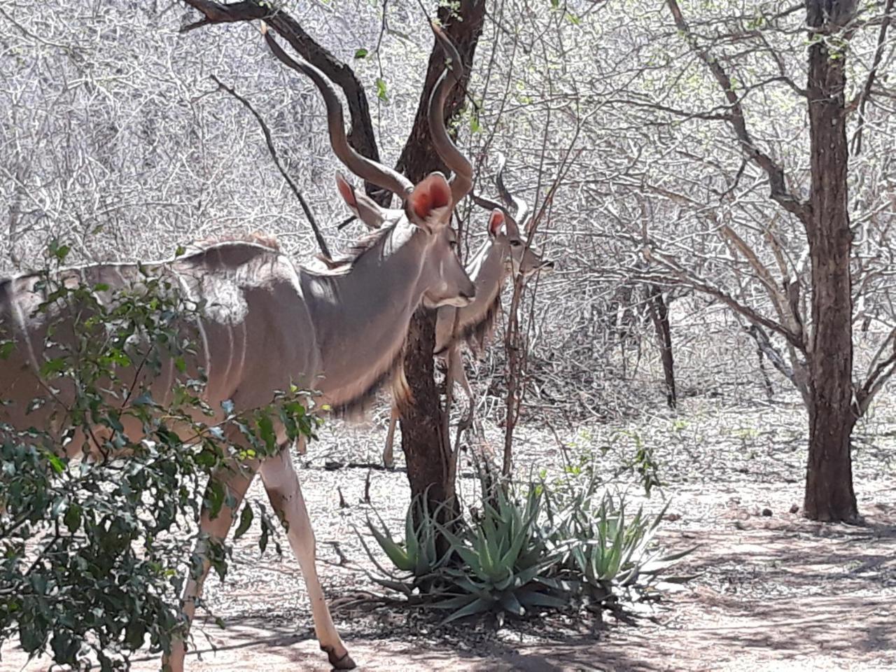 African Sky Marloth Park Dış mekan fotoğraf