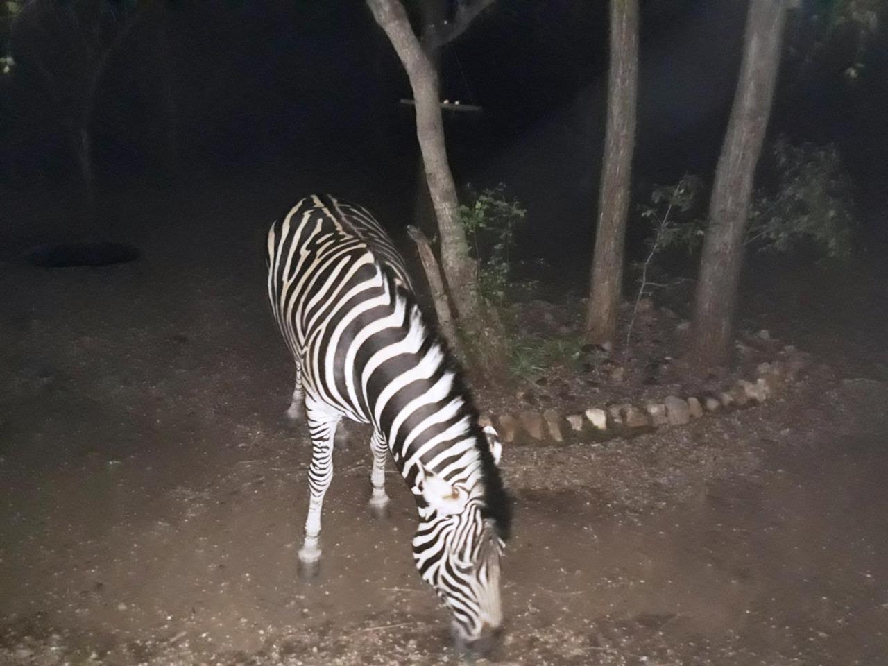 African Sky Marloth Park Dış mekan fotoğraf