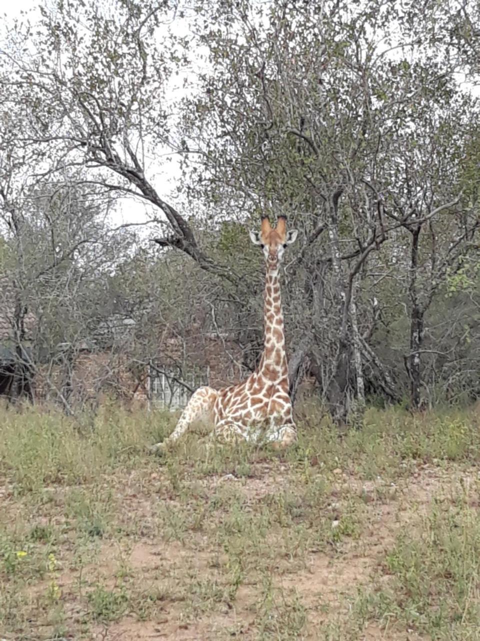 African Sky Marloth Park Dış mekan fotoğraf